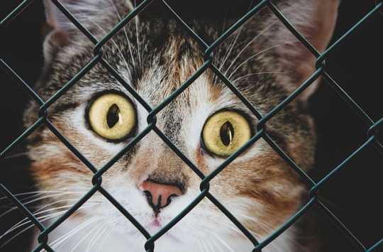 Kenangan Rebutan Jatah Makan dengan Kucing-Kucing di Rutan Mako Brimob